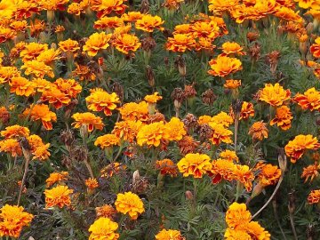 У Луцькому районі жінки поцупили висаджені комунальниками чорнобривці. ВІДЕО
