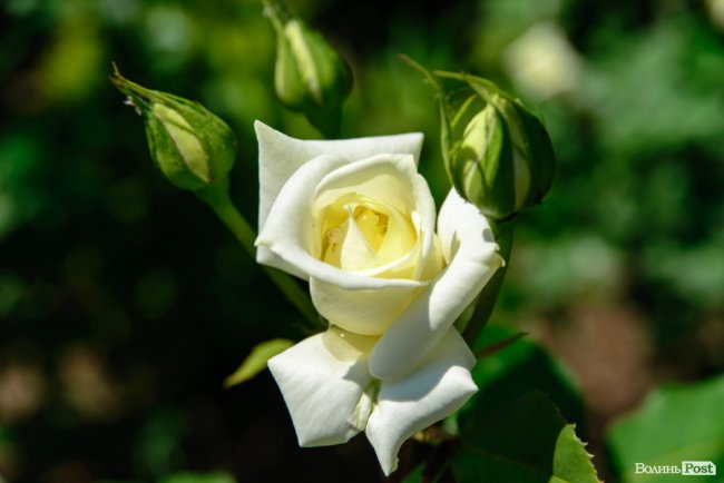 Літні пахощі: головний собор Луцька тоне в трояндах. ФОТОРЕПОРТАЖ