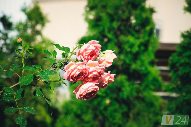 Рожеві, білі і червоні: у центрі Луцька зацвів трояндовий сад