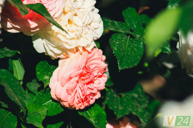 Рожеві, білі і червоні: у центрі Луцька зацвів трояндовий сад