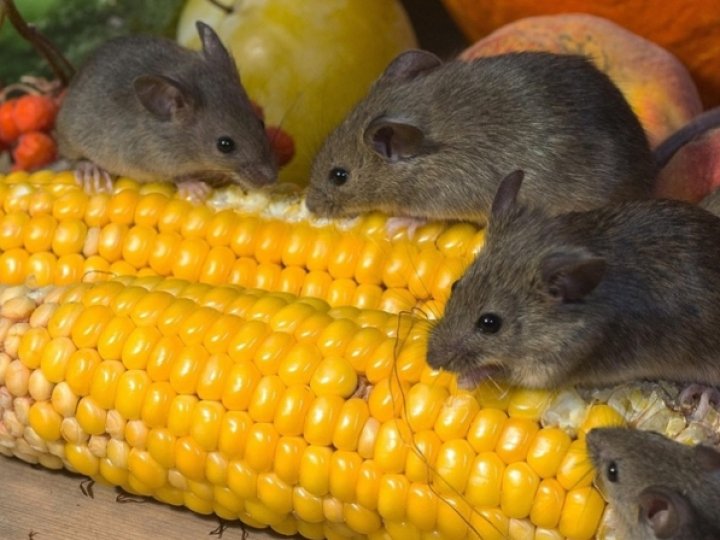 У Луцькому районі виявили випадок захворювання на лістеріоз у немовляти