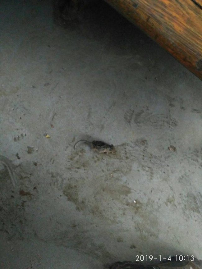 Миші  і подерта підлога: показали жахливий стан електрички «Ковель – Заболоття»