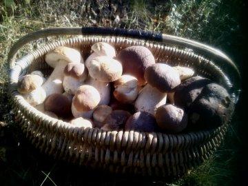 Волинська письменниця похизувалась грибним «уловом». ФОТО