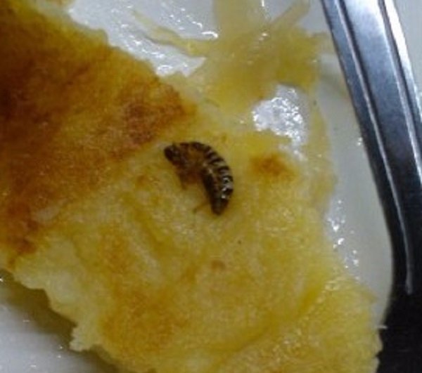 У «Театральному» оголосили війну комахам. ФОТО