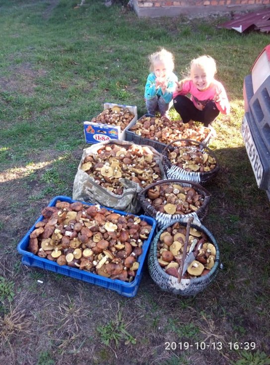 Мешканці району на Волині похизувалися чималим грибним «уловом». ФОТО