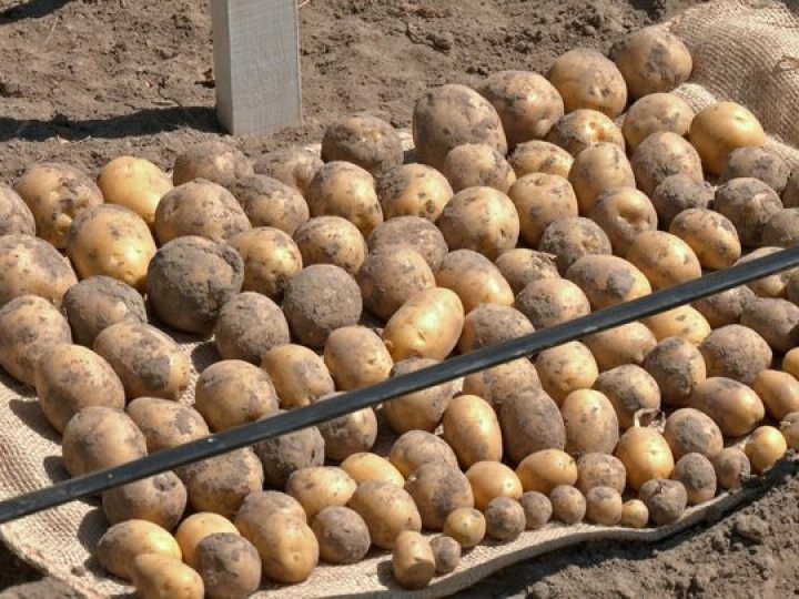 «Пріска», «Белана», «Філіпа»: які елітні сорти картоплі презентували на Волині