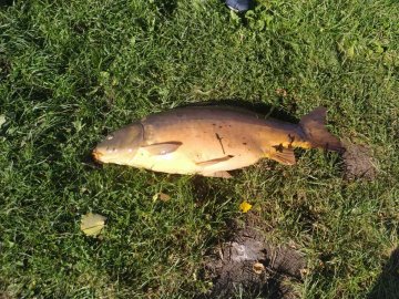 Ситуація на мільйон: у Луцьку чоловік упіймав величезного коропа