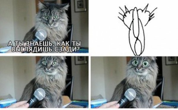 Інтернет жартує з Путіна і його малюнку кішки. ФОТО