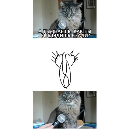 Інтернет жартує з Путіна і його малюнку кішки. ФОТО