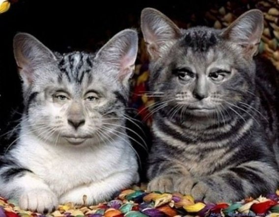 Інтернет жартує з Путіна і його малюнку кішки. ФОТО