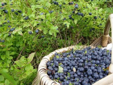 Фермер з Волині закупив незаконно ягід на понад півтора мільйона гривень