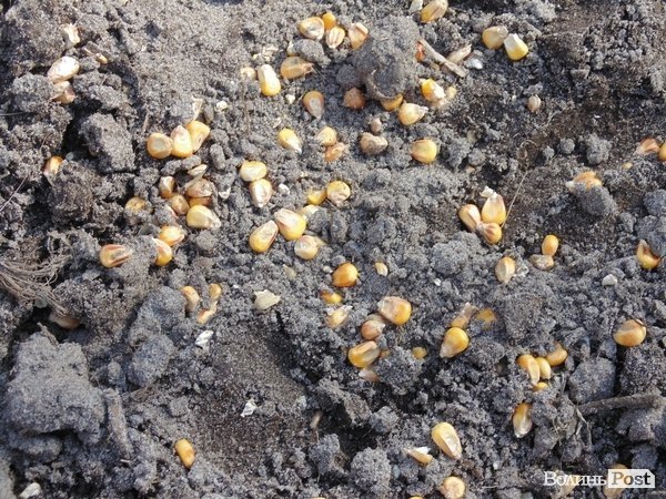 В лісі на Волині знайшли рештки зубра. ФОТО