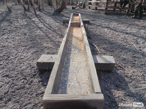 Тварин годують кукурудзою