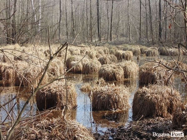 Більшість території заболочена