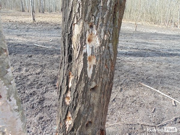 Робота птахів