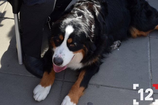 У Луцьку влаштували перший в Європі парад-фестиваль бернських зенненхундів. ФОТО