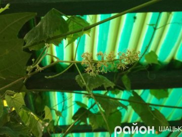 У Шацьку вдруге за сезон зацвів виноград. ФОТО