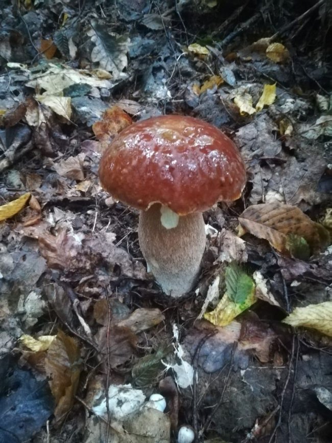 Волинські грибники у соцмережах хизуються чималим «уловом». ФОТО