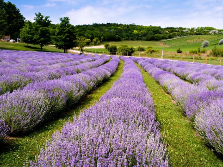 «Волинська Голландія» відкриває лавандове поле: де та коли