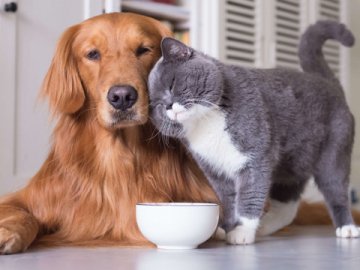 В Україні створять Єдиний реєстр домашніх тварин