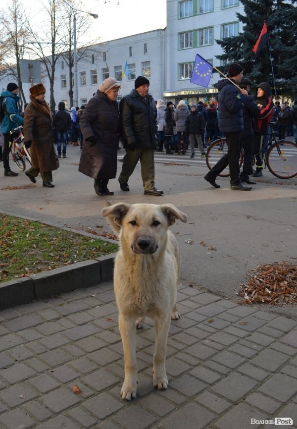 У Луцьку на Євромайдані – навіть собаки. ФОТО