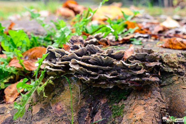 Місто, оповите легким серпанком туману: осінній Луцьк у фото 