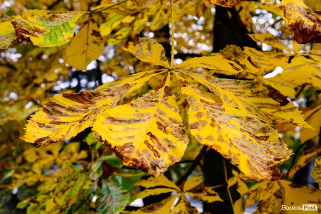 Місто, оповите легким серпанком туману: осінній Луцьк у фото 