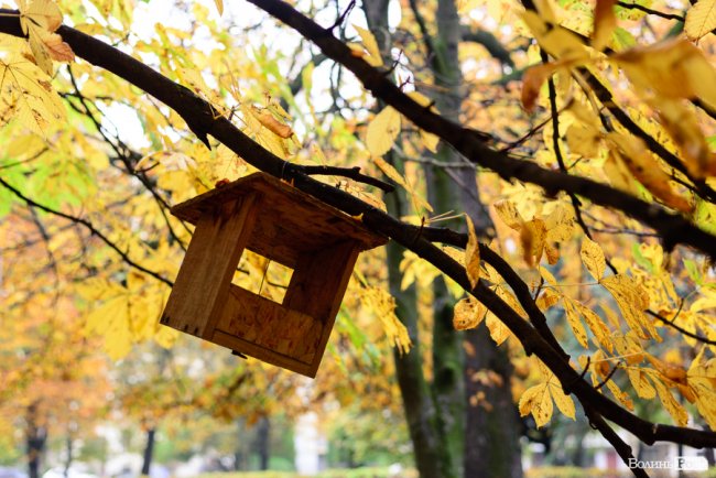 Місто, оповите легким серпанком туману: осінній Луцьк у фото 