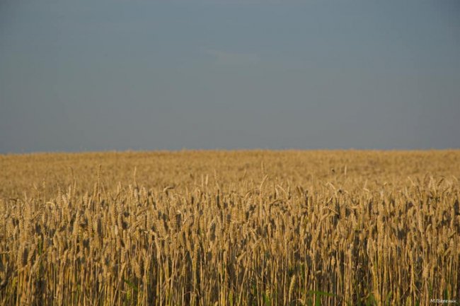 Фотограф показав красу волинських полів