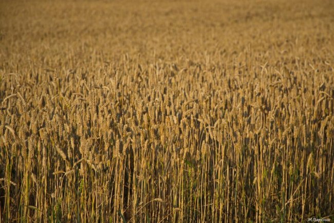 Фотограф показав красу волинських полів