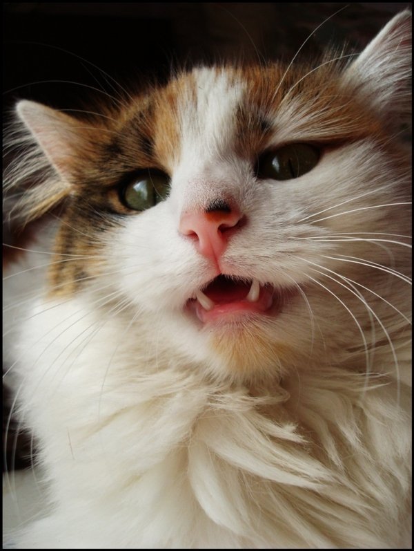 Фотовиставка Валентини Жуги