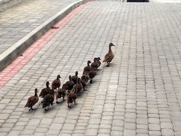 У Луцьку проспектом Волі гуляла качина сім'я. ФОТО