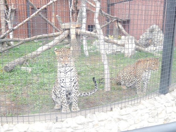 Зоопарк в Замості: погляд з Луцька. ФОТО