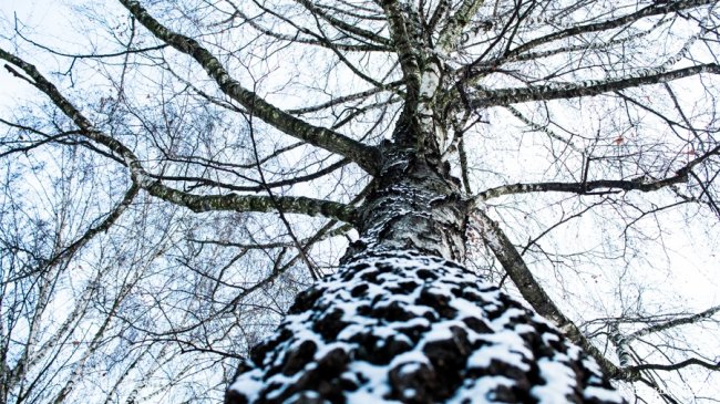 Парк 900-річчя Луцька під першим снігом. ФОТО
