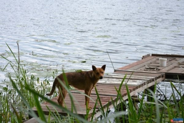 Як молодь прибирала Ковельське водосховище. ФОТО