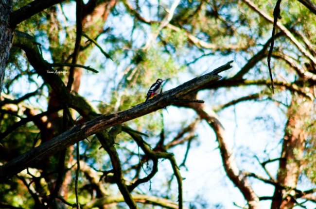 «Змілілий, але затишний», –  лучанка про осінній Світязь. ФОТО