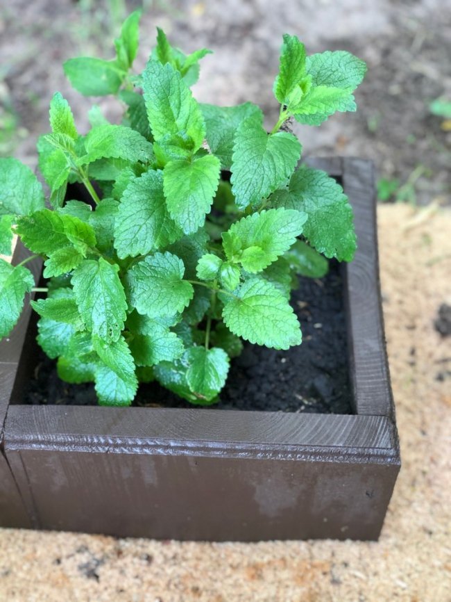 У Воротневі висадили алейку лікарських рослин. ФОТО