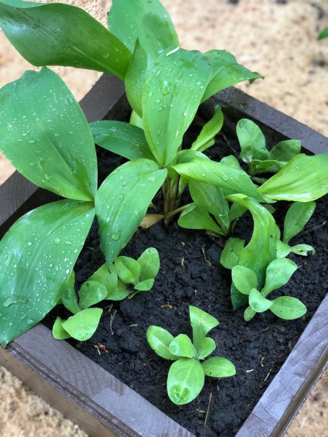 У Воротневі висадили алейку лікарських рослин. ФОТО