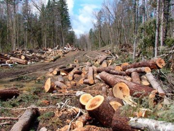 За незаконні рубки лісів судитимуть колишнього керівника Шацького нацпарку