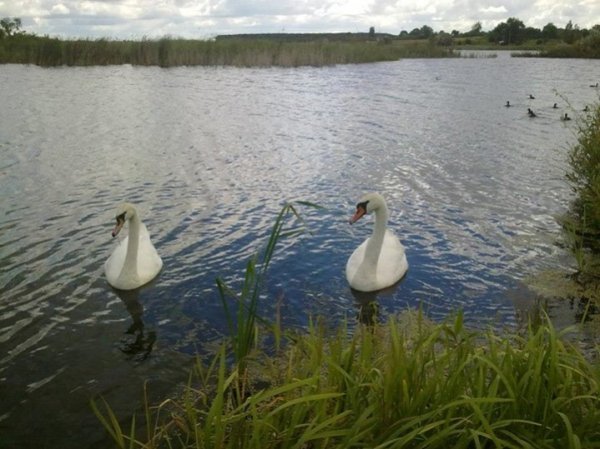 Лебеді  Знаято 21.07.2013. Озеро в с.Прилуцьке. Автор Олександр Стеренчук 