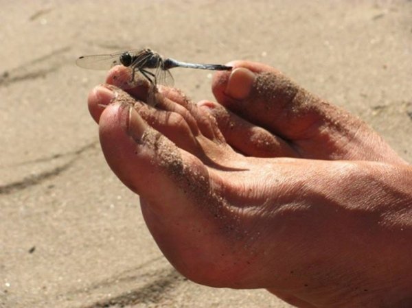 То ноги мого дядька і стрикоза. Інколи буває так, що природа дружить з людиною.  Фото зроблене у серпні 2011 року на оз. Пісочне Шацького району. Автор Марія Доманська