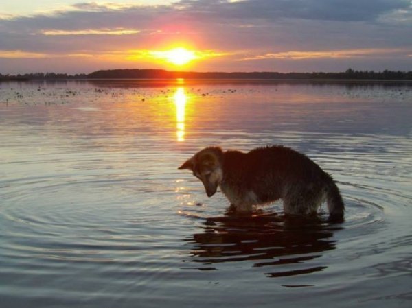 Озеро Нобель 2009 червень Автор Олександр Кухаренко