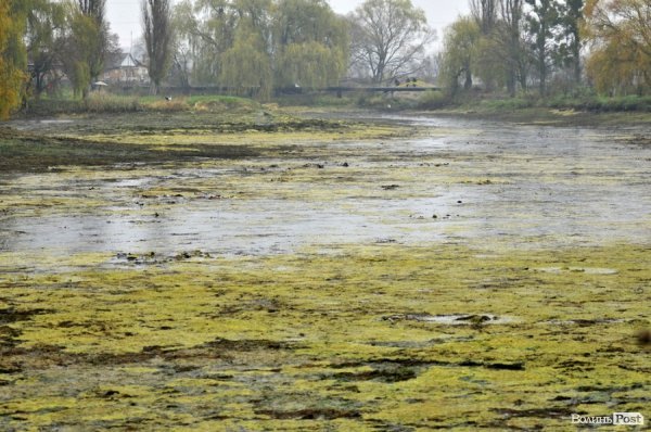 Як чистять ставки в Теремно. ФОТО