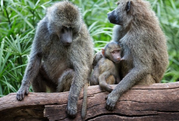 Мама завжди поряд