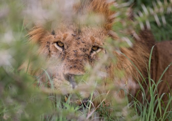 А справді король?