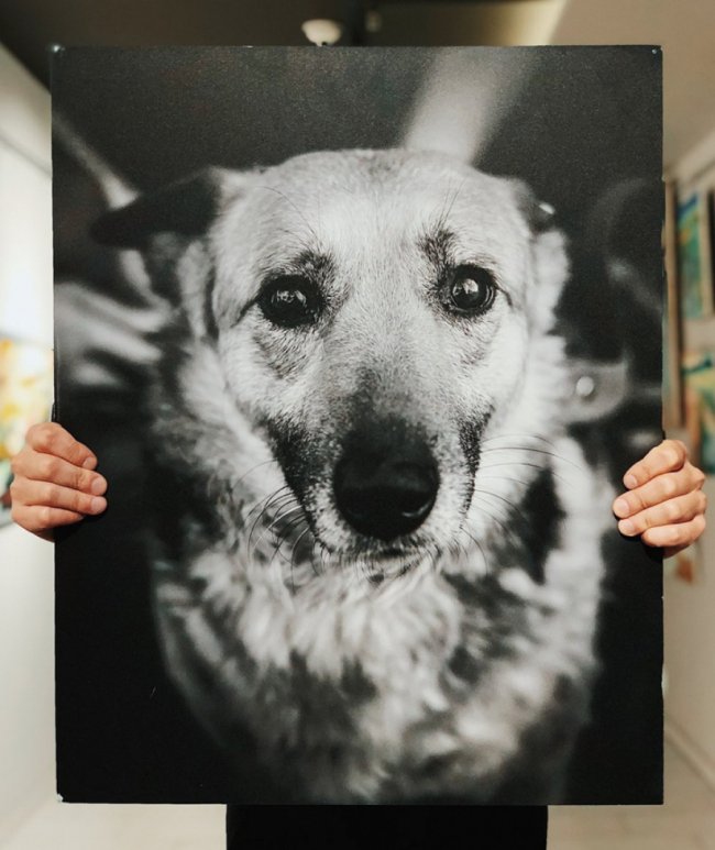 У Луцьку стартував аукціон на підтримку безпритульних тварин. ФОТО