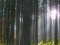 Бюджет Волині отримав 68 мільйонів «лісових» податків