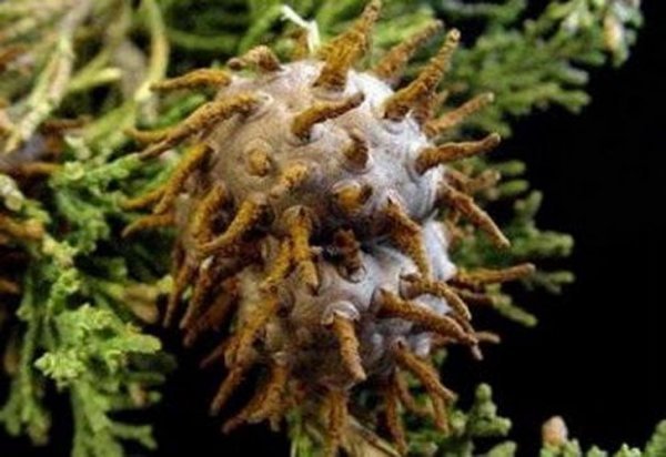 Кедрово-яблучний гниючий гриб