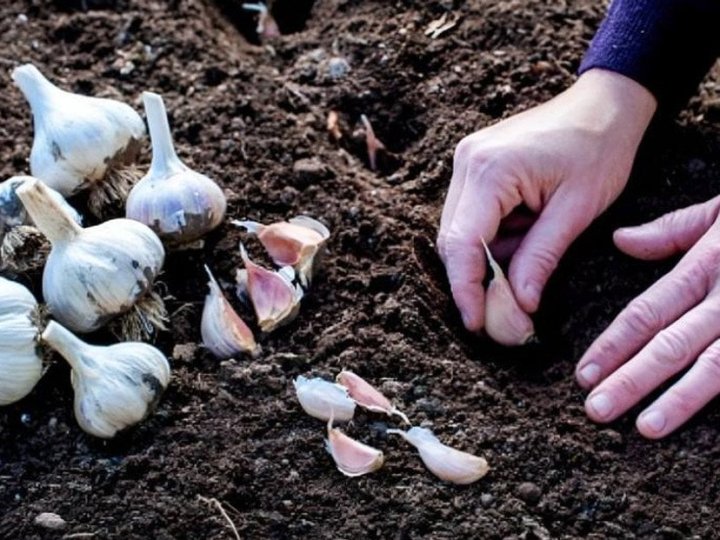 Коли найкраще садити озимий часник 2025 року: подробиці