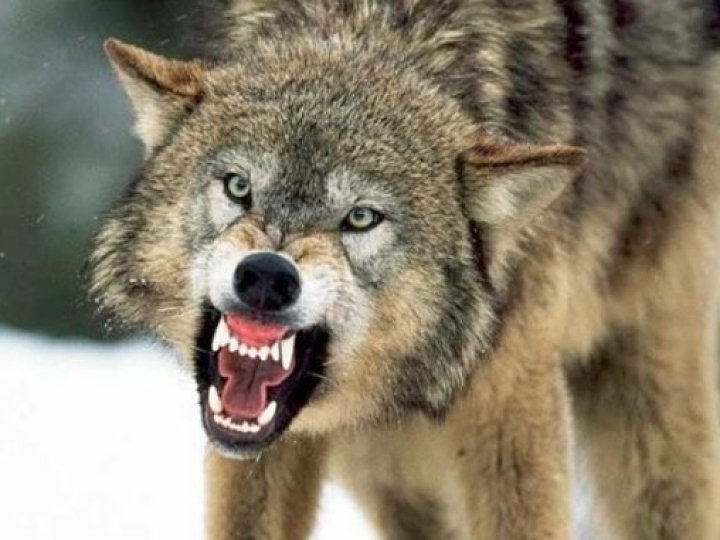 На Волині зграя вовків загризла шість собак, триває експертиза